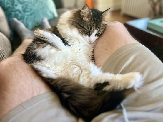 A fluffy cat lies on a person’s lap, looking sleepy.