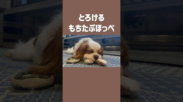 両手にほっぺをのせてうとうとしちゃうキャバリア犬 #shorts