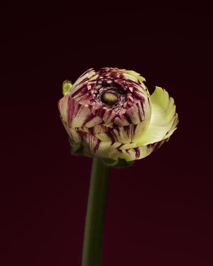 Ranunculus flower on a dark red background.