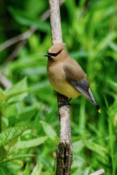 A beautiful yellowish brown bird with dark bandit mask, perched on a branch