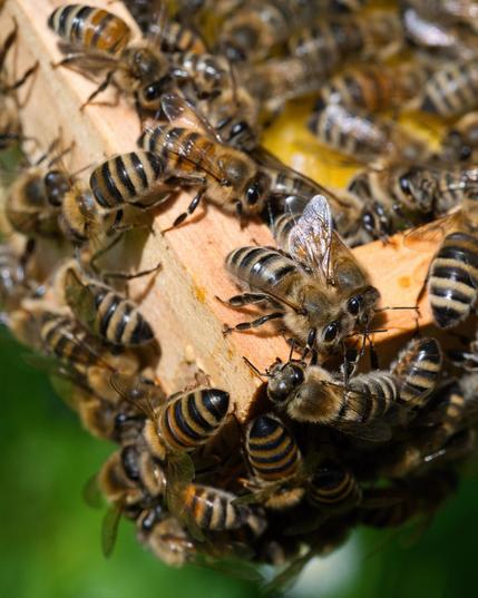 Honeybees on a frame from a beehive