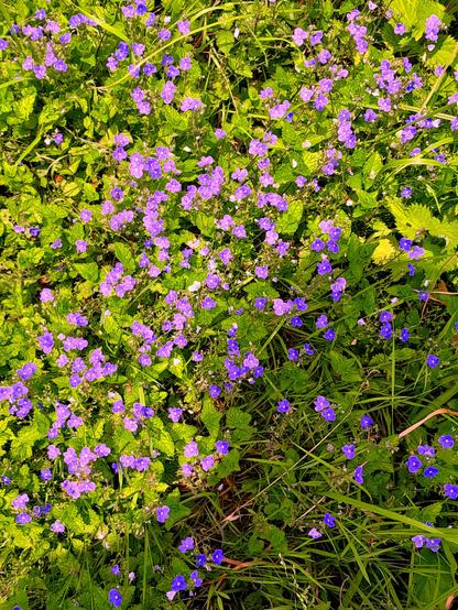 Un exultante prado de hojas verdísimas despliega una inmensidad de diminutas flores malvas a la luz, y azules a la sobra.