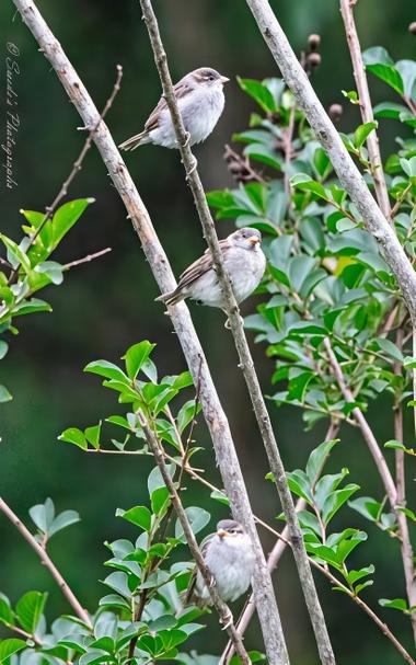 "Three delicate field sparrows perch on slender branches, their petite forms blending into the soft, earthy hues of their feathers. Each bird is positioned at a different height, as if caught in a moment of natural choreography, adding a sense of movement to the stillness of the scene. Their tiny beaks and watchful eyes give them an air of quiet alertness. The tree, adorned with vibrant green leaves, serves as a lush backdrop, contrasting beautifully with the birds' muted tones. The background is blurred, as if painted in gentle strokes of color, allowing the sparrows to remain the focal point of the image. The serenity of nature envelops them, creating a peaceful moment frozen in time." - Copilot