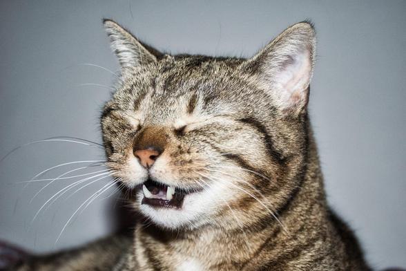 Close-up of a sneezing tabby cat with closed eyes and a slightly open mouth, showcasing its teeth. The background is a neutral color.