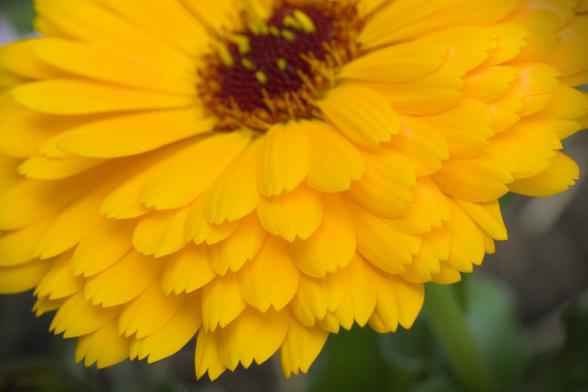 A close up of the petals of an orange daisy like flower.