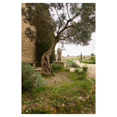 Wide angle image of a single tree growing in the remains of a historic structure. The tree stands in a stone circle. A large wall rises to the left of the tree. To the right, a footpath leads up a small hill. Visitors can be seen on the path in the background. In the top of the frame some raindrops on the camera lens are visible.