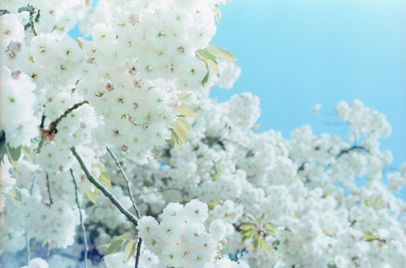 blossoms