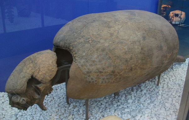 photo of glyptodont fossil in Valencia