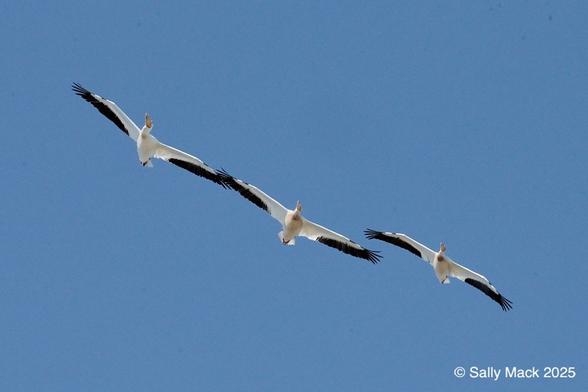 Color photo of three white pelicans flying i close formation, black wing tips almost touching. They're flying at a 45-degree angle with blue sky background.