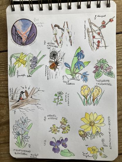 Skizzenbuch - Weidenkätzchen, noch mehr Frühblüher, Mauerbiene und ein Specht. Feb-Mär 2025.