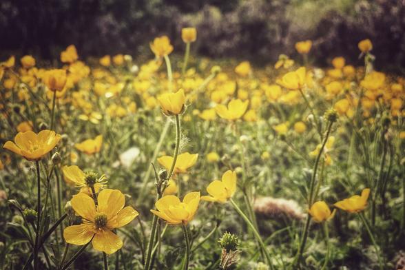 A close-up shot of a field filled with bright yellow buttercup flowers, their petals catching the sunlight. The background is softly blurred, highlighting the vibrant colour and delicate texture of the blooms.