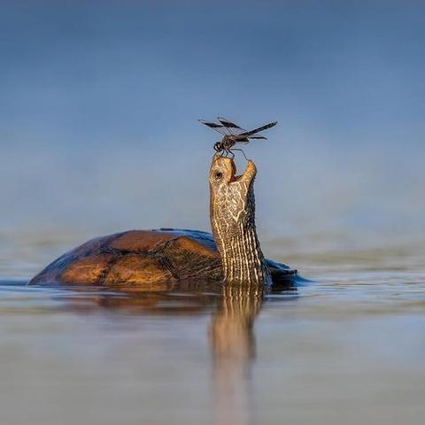 Tzahi Finkelstein, photo d'une tortue sur l'eau et une grande libellule posé en équilibre entre son museau et mâchoire inférieure