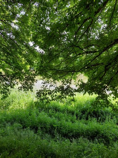 Paysage arboré de Loire complètement reverdi et le fleuve que l' on aperçoit en arrière