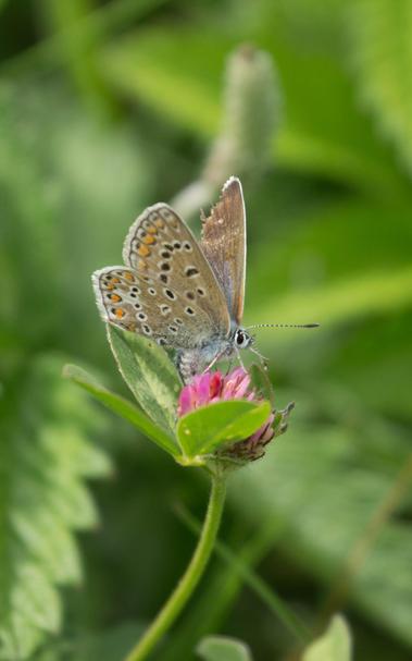 A female common blue (Polyommatus icarus) feeding on red clover (Trifolium pratense).