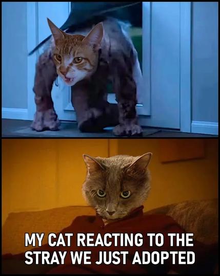 Two images from the ITYSL sketch "Darmine Doggy Door" with cats' faces pasted over the characters. In the first frame, a monster with an orange cat's face busts through a doggy door, and in the second, a gray cat sits on the couch in stunned silence. "My cat reacting to the stray we just adopted."