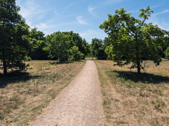 A gravel path lined with trees in a sunny park setting.