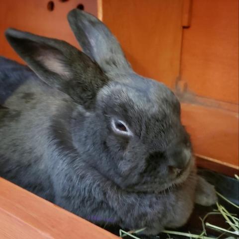 Small grey rabbit lying in her open hutch. One front paw is visible next to her dewlap.