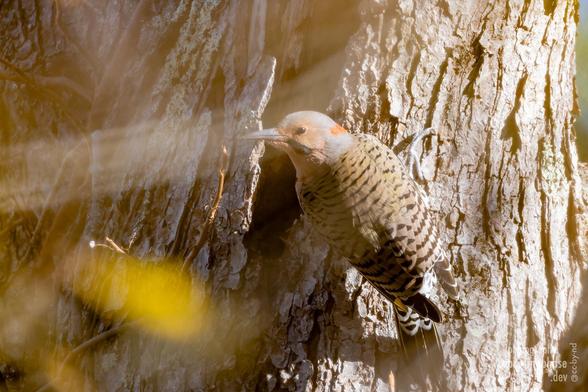 Slightly occluded by yellow fall foliage, a dapper woodpecker looks back from the trunk of a tree.