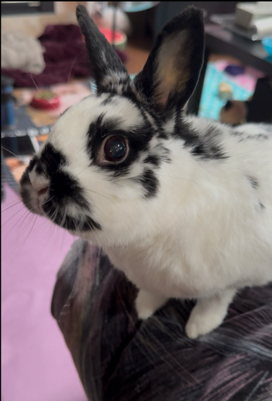Sweet bunny looks hopefully at camera perched on couch arm. Ears are alert and eyes are wide