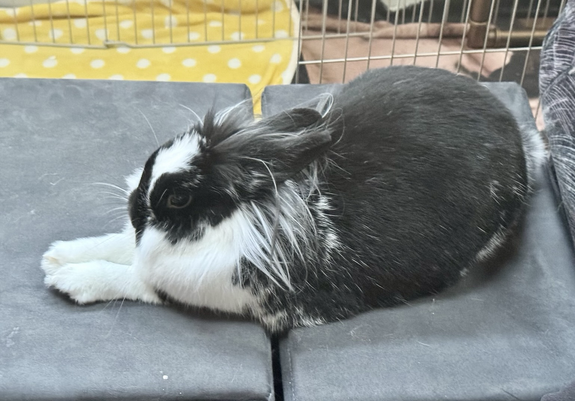 A pretty lionhead pointedly sticks her pretty clean toes out in front of her head to show off.