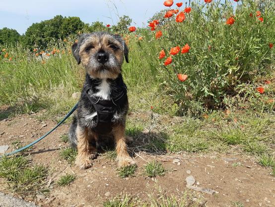 Ein mittelgroßer schwarz-brauner Hund mit weißem Brustfleck sitzt am Ufer eines Flusses, der sich hinter den Mohnblüten befindet.