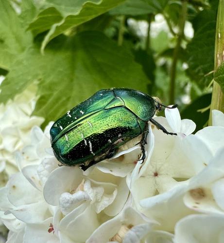 Rosenkäfer auf einer Schneeballblüte