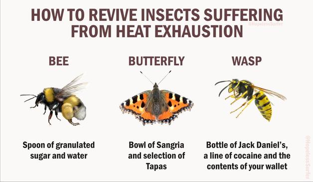 how to revive insects suffering from heat exhaustion 1. Bee : spoon of granulated sugar and water 2. Butterfly: bowl of Sangria and a selection of tapas 3. Wasp : bottle of Jack Daniels, line of cocaine and the contents of your wallet