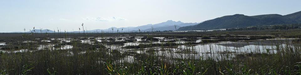 A panoramic photo of a wetland, viewed through tall grasses, with some hills in the distance. The sky is hazy.