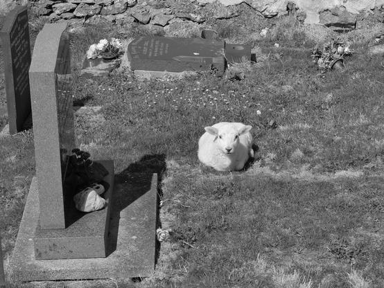 A lamb lies on the grass between the graves
