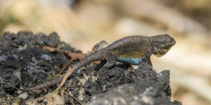 Sceloporus grammicus, a smallish brown lizard with a substantial dewlap at its throat, and orange and blue-green coloring along its flanks