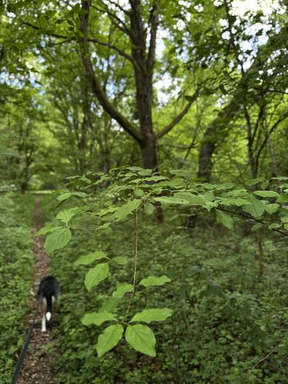 Nahaufnahme von grünen Blättern im Vordergrund, mit einem unscharfen Hintergrund aus üppigem Wald und einem Hund, der einen Waldweg entlang läuft.
