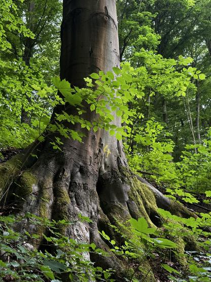 Nahaufnahme eines großen Baumstamms mit freiliegenden Wurzeln, umgeben von leuchtend grünen Blättern und Gestrüpp in einer Waldlandschaft. Die Rinde ist strukturiert und weist subtile Markierungen auf.