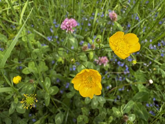 Das Bild zeigt eine Vielzahl von Wildblumen in einem grasbewachsenen Feld. Herausragend sind zwei leuchtend gelbe Hahnenfußblüten, begleitet von einer kleinen gelben Blütenknospe auf der linken Seite und rosa Kleeblüten im Hintergrund. Kleine blaue Blüten und üppiges grünes Laub umgeben