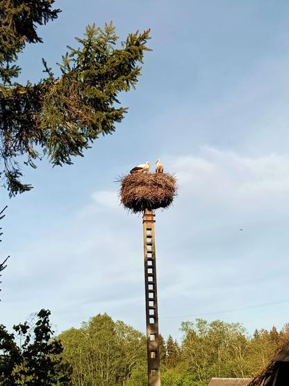 Two storks standign in a nest, having a palaver. The nest is on top of a tall concrete pillar. A large fir tree intrudes from the left. The sky is blue with some white clouds. The nest is enjoying the last sunbeams of the day.