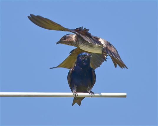 A glossy purplish-blue Purple Martin is posed neatly on a long horizontal artificial branch (that leads to martin apartment house made of artificial gourds, but that part is out of the frame). A second bird is flying in right behind the posed bird, so close it looks like the feet or tail may touch the posed bird in passage. (They miss each other by a millimeter) Photo by Peachfront.
