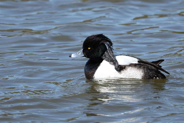 A close up photo of a male tufted duck on water on a sunny spring day.