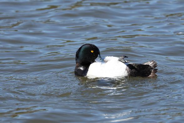 A close up photo of a male tufted duck on water on its back on a sunny spring day.