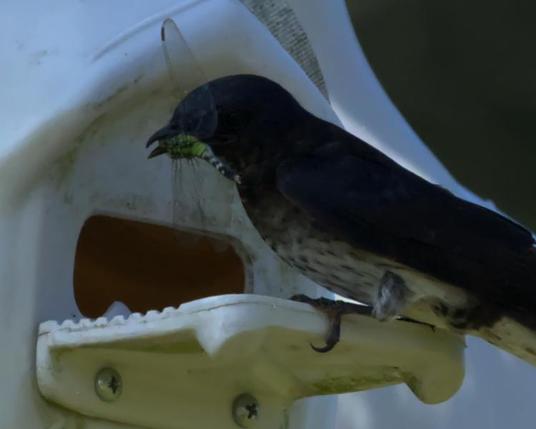 A Purple Martin is sitting at the open door of the artificial gourd apartment unit with a big green pond dragonfly in the bill. But the partner allegedly waiting there on the eggs is... out. We see only emptiness inside. Probably because it is already warm enough to be out & about! Photo by Peachfront.