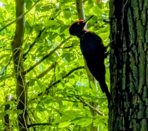 Specht an einem Baum im Wald.