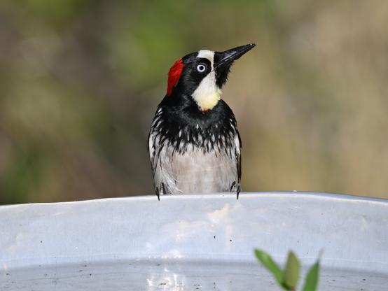 A female Acorn Woodpecker is perched on the side of a light blue ceramic water bowl looking right. The bird has a "clown" patterned face, black mask, red nape, white throat and nose. The beak is black and sturdy. The breast is white with a black collar. The eye is black and light blue.