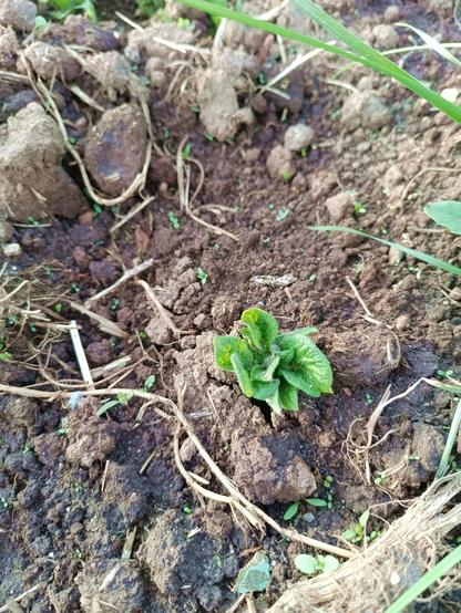 Small potato sprouting out of some moist soil, along with lots of other stuff all around. Its furry leaves are just unfolding and are a deep green.