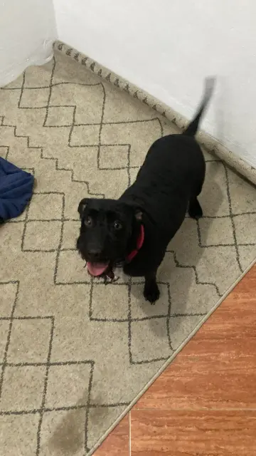 maya. she is a black kitty. no wait she is a dog. small. she just got a haircut