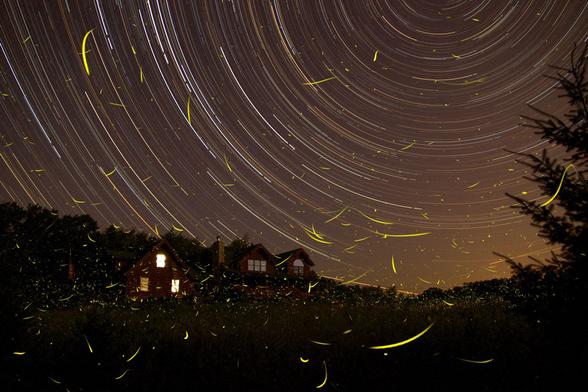 2011 August 5

A Summer Night's Dream
 * Image Credit & Copyright: Mike Rosinski

Explanation: 
Fix your digital camera to a tripod, start a long series of exposures, and you too can record star trails. The concentric arcs traced by the stars as planet Earth rotates on its axis often produce dreamlike scenes in otherwise familiar situations. Fall asleep, though, and the results might surprise you. Setting up on a summer night, photographer Mike Rosinski began his exposures, initially planning to capture about 45-55 minutes worth of star trails from his yard in Hartland, Michigan, USA. But he dozed, only to awaken some 3 hours later to find his camera had continued to run until the battery died. Composing the resulting images, the graceful concentric star trails were expected, along with light from a late rising Moon glinting on windows. Still, as he slept on the warm night a blizzard of yellow streaks flooded the scene, not left by fairies but fireflies. 

Authors & editors: Robert Nemiroff (MTU) & Jerry Bonnell (UMCP)
NASA Official: Phillip Newman Specific rights apply.
NASA Web Privacy Policy and Important Notices
A service of: ASD at NASA / GSFC
& Michigan Tech. U.