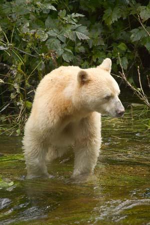 Full-length portrait of a white bear standing in shallow, greenish water, looking to its right. The bear's fur is a creamy white, with subtle hints of light brown or beige, particularly on its head and back. It has small, rounded ears and a dark nose.