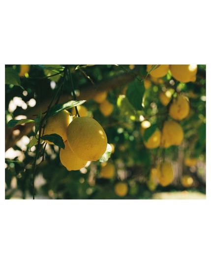 close up inside of a lemon tree, some sunlight spots, one focused lemon surround by blurry lemon spots with a lot a of bokeh effect.