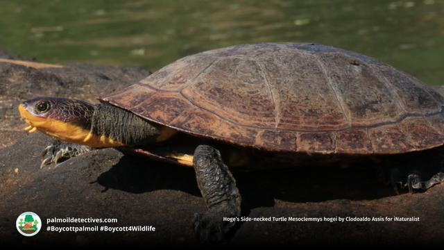 For 80 million years Hoges Side-Necked 🐢💚#Turtles 💚🐢 have lived in #Brazil 🇧🇷. Now rampant #deforestation for #soy #palmoil #meat and hydroelectric dams threaten their survival, be #vegan and #BoycottPalmOil 🌴🩸🚜🔥⛔️ #Boycott4Wildlife @palmoildetect.bsky.social https://palmoildetectives.com/2021/03/11/hoges-side-necked-turtle-mesoclemmys-hogei/?utm_source=mastodon&utm_medium=Palm+Oil+Detectives&utm_campaign=publer