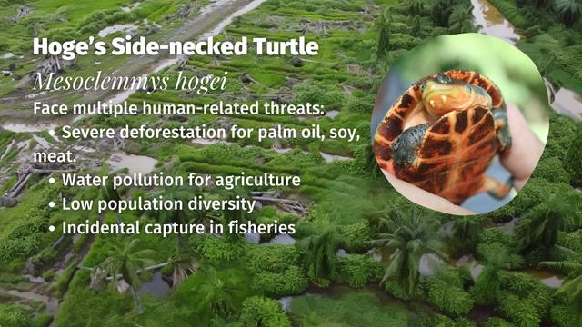 For 80 million years Hoges Side-Necked 🐢💚#Turtles 💚🐢 have lived in #Brazil 🇧🇷. Now rampant #deforestation for #soy #palmoil #meat and hydroelectric dams threaten their survival, be #vegan and #BoycottPalmOil 🌴🩸🚜🔥⛔️ #Boycott4Wildlife @palmoildetect.bsky.social https://palmoildetectives.com/2021/03/11/hoges-side-necked-turtle-mesoclemmys-hogei/?utm_source=mastodon&utm_medium=Palm+Oil+Detectives&utm_campaign=publer