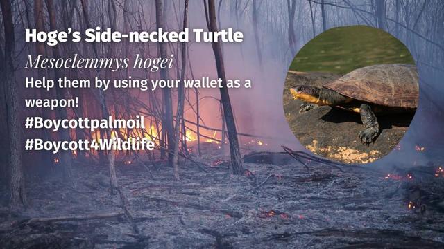 For 80 million years Hoges Side-Necked 🐢💚#Turtles 💚🐢 have lived in #Brazil 🇧🇷. Now rampant #deforestation for #soy #palmoil #meat and hydroelectric dams threaten their survival, be #vegan and #BoycottPalmOil 🌴🩸🚜🔥⛔️ #Boycott4Wildlife @palmoildetect.bsky.social https://palmoildetectives.com/2021/03/11/hoges-side-necked-turtle-mesoclemmys-hogei/?utm_source=mastodon&utm_medium=Palm+Oil+Detectives&utm_campaign=publer