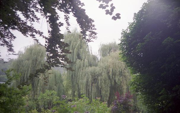 Dense foliage a large weeping trees
