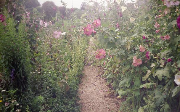 A small path surrounded on both sides by flowers